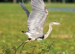 Heron Publishing Mission Statement